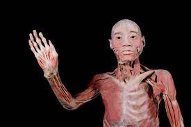 &ldquo;BODIES: Cuerpos humanos reales&rdquo;, gran &eacute;xito con miles de visitas en primeras semanas en RD