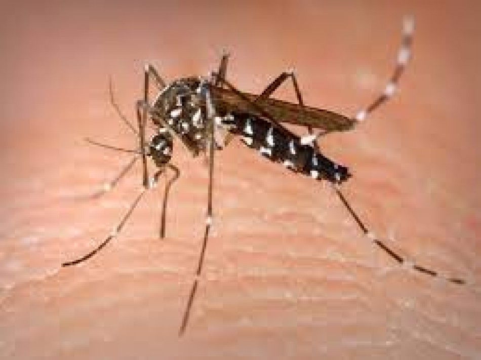 Chikungunya causa gran dolor en las articulaciones