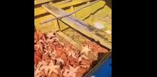 Haitianos depredan las playas de pedernales