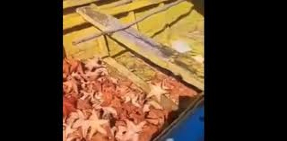 Haitianos depredan las playas de pedernales