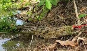 Trasladan al Zool&oacute;gico Nacional cocodrilo que familia de Cenov&iacute; utilizaba como mascota