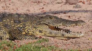 Familia ten&iacute;a de mascota a un cocodrilo en Cenov&iacute;
