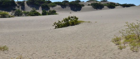 Comisi&oacute;n de medio ambiente acude a las dunas de Ban&iacute;  para verificar los da&ntilde;os
