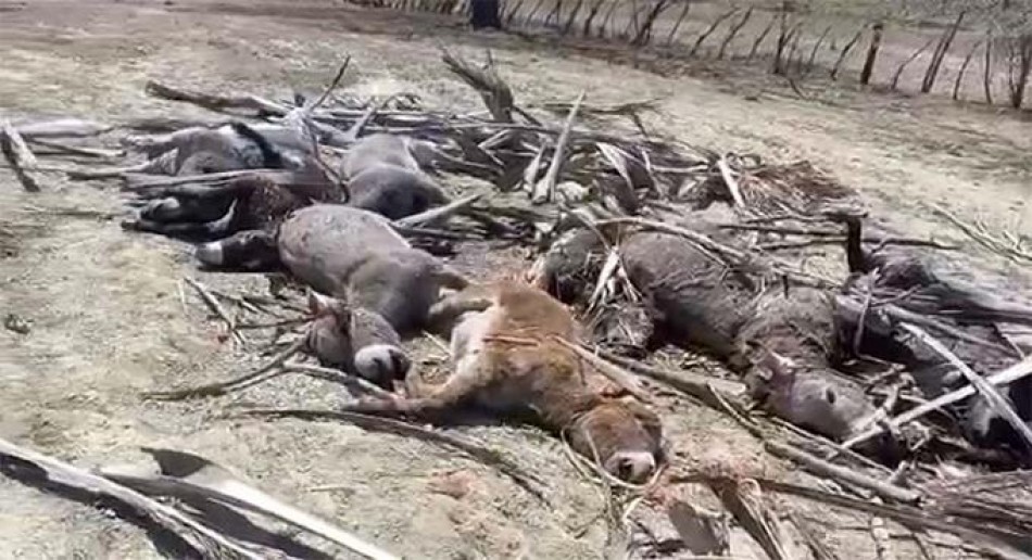 El año pasado se reportaron 899 denuncias de maltrato animal