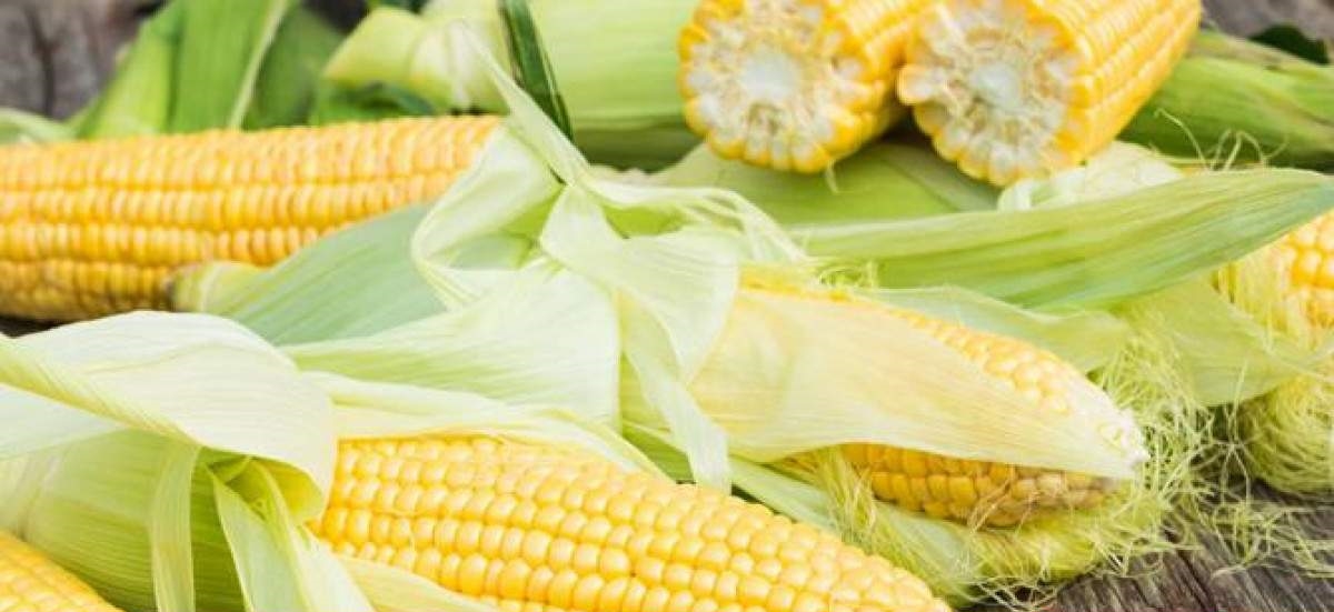 Gobierno RD subsidiar&aacute; el ma&iacute;z para evitar precio pollo aumente