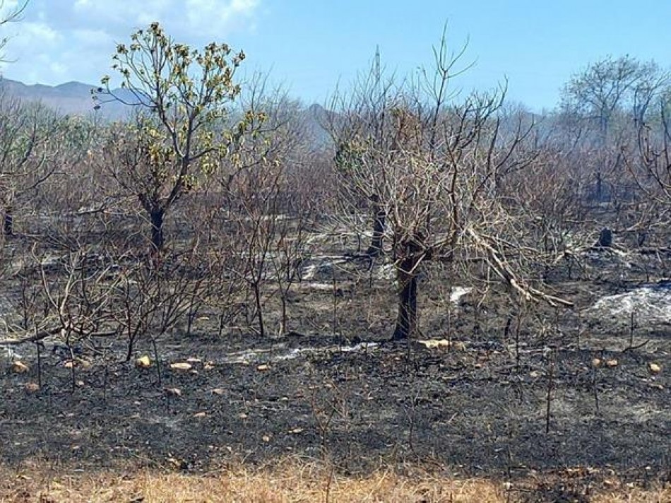 Fuegos diezman producci&oacute;n de mangos banilejos