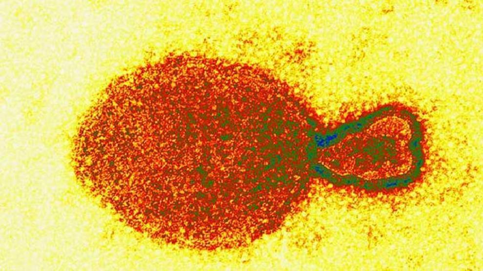 El nuevo virus detectado en China: alarma no, pero vigilantes s&iacute;