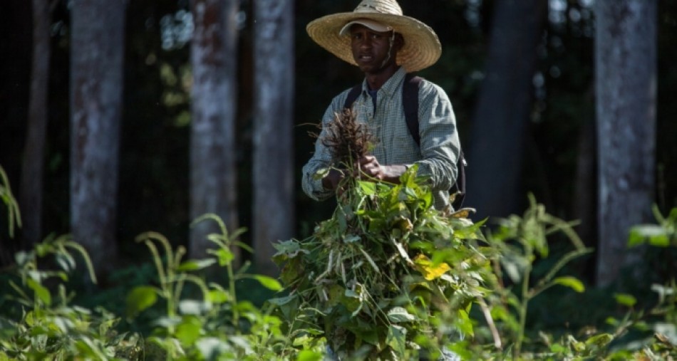 Agricultura aplicar&aacute; en julio veda a cultivos de frutas y vegetales hospederos de mosca blanca
