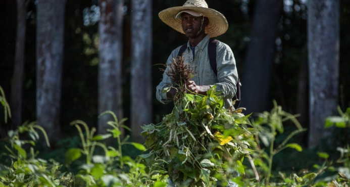 Agricultura aplicar&aacute; en julio veda a cultivos de frutas y vegetales hospederos de mosca blanca