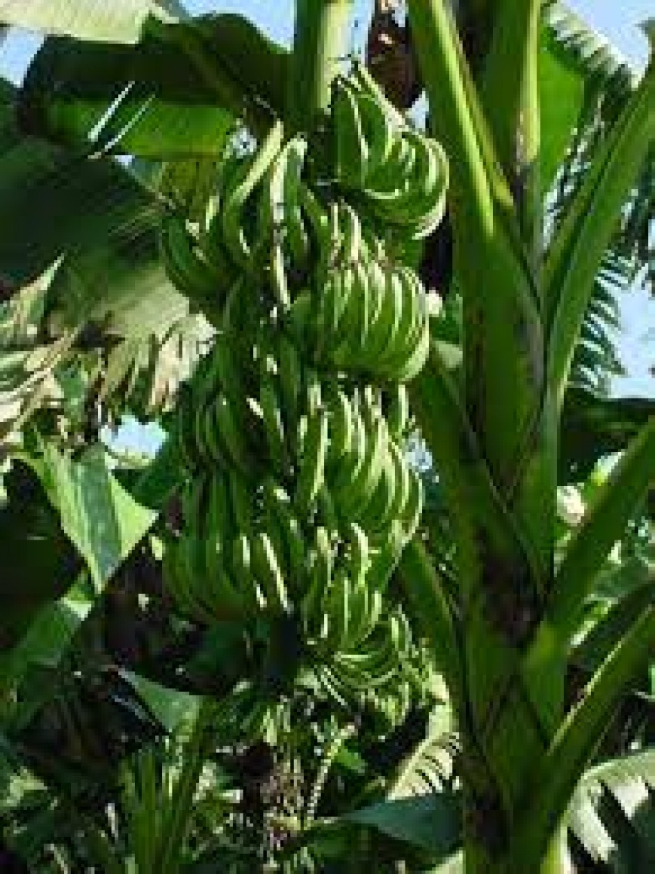 El plátano es el producto agrícola con mayor productividad en RD