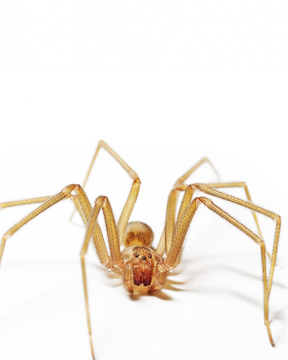 Medio Ambiente prev&eacute; ara&ntilde;a violinista es nativa de RD; trabaja en detectar casos y ant&iacute;doto