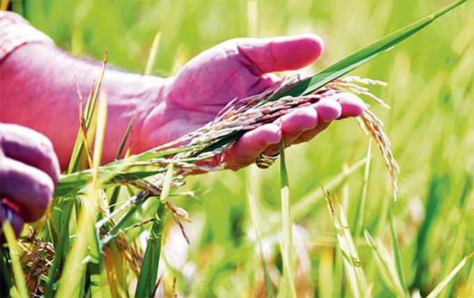 Importaciones de arroz impactar&aacute;n la producci&oacute;n local