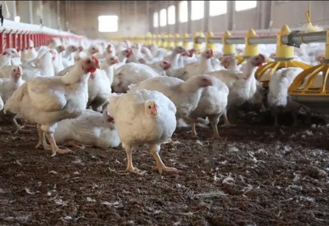 Inician ventas de 1.5 millones de pollos a RD$150 la unidad