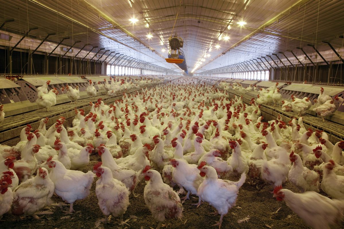 Hay 700,000 pollos en sobreproducci&oacute;n que esperan entrar al mercado