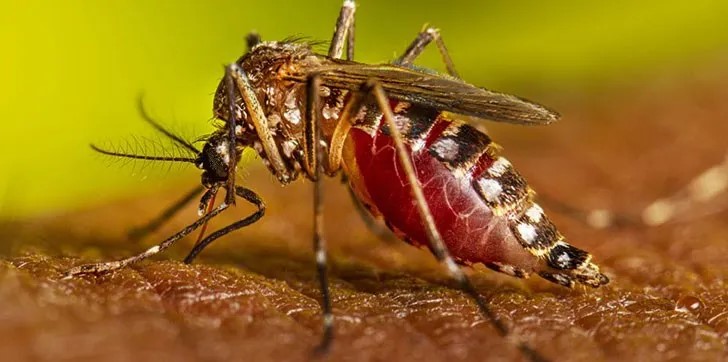 Agricultura distribuir&aacute; un mill&oacute;n de insectos machos est&eacute;riles para combatir mosca del Mediterr&aacute;neo