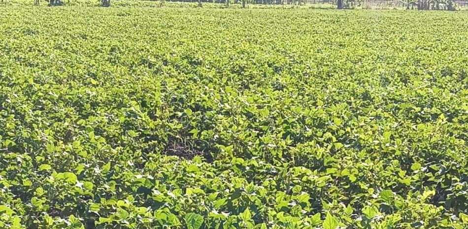 Detectan insecto &ldquo;trips&rdquo; en habichuelas en San Juan que da&ntilde;a 50% de cultivos