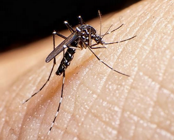 Registran 43 muertes por dengue este a&ntilde;o