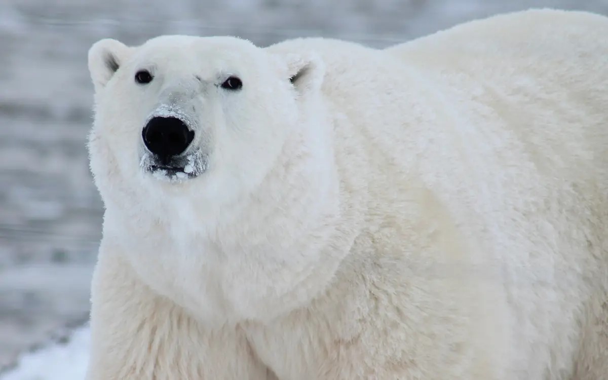 Primer Oso polar que muere por gripe aviar en Alaska