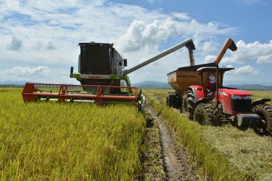 Productores de arroz advierten se deben planificar las cosechas