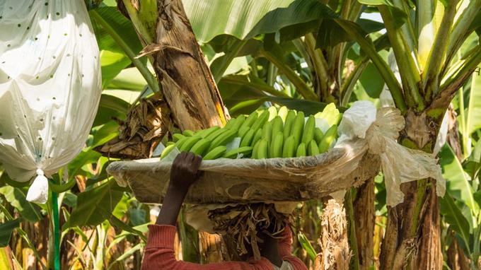 Repatriaciones afectan labores agr&iacute;colas en Mao