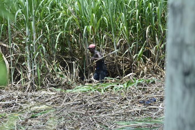Sanciones traer&iacute;an grandes p&eacute;rdidas a industria azucarera