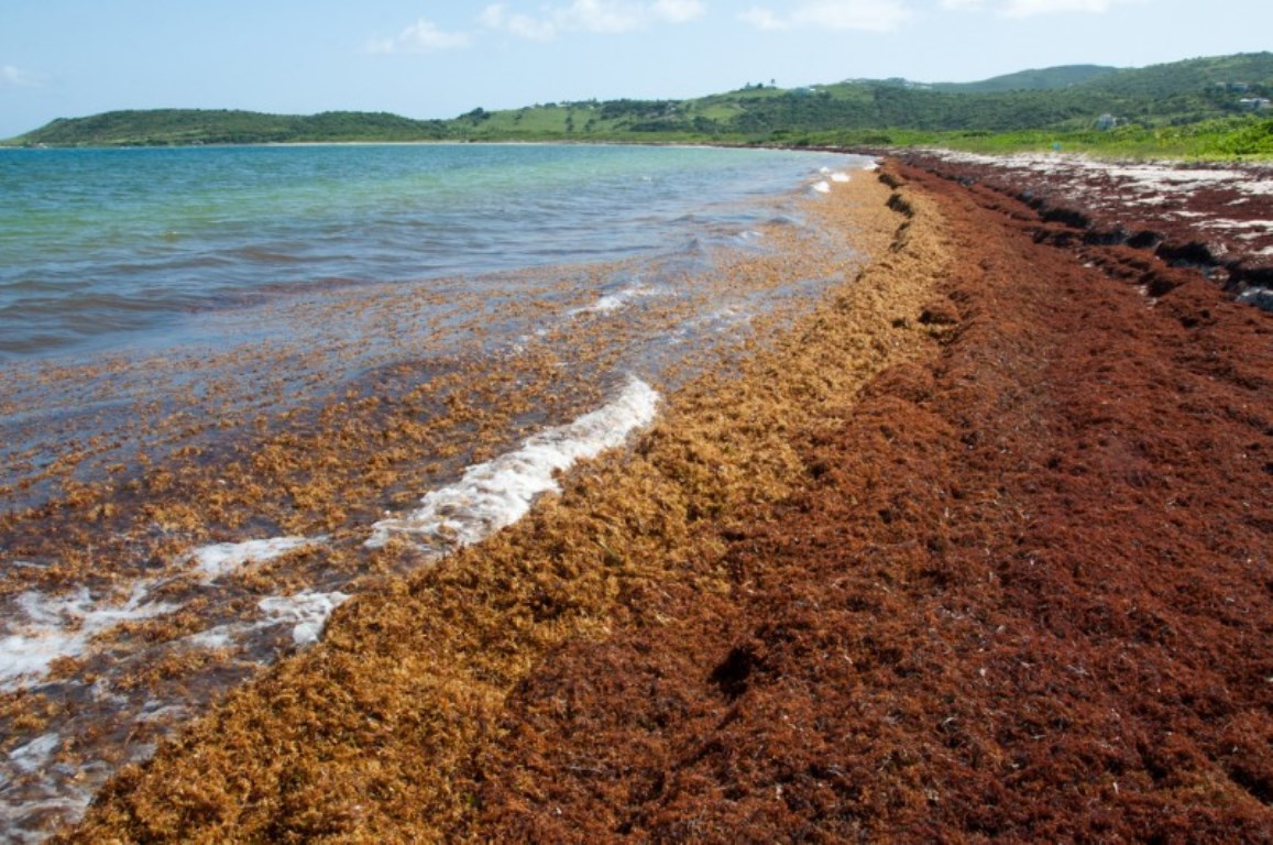 UFHEC investiga c&oacute;mo extraer f&aacute;rmacos del sargazo que invaden playas dominicanas