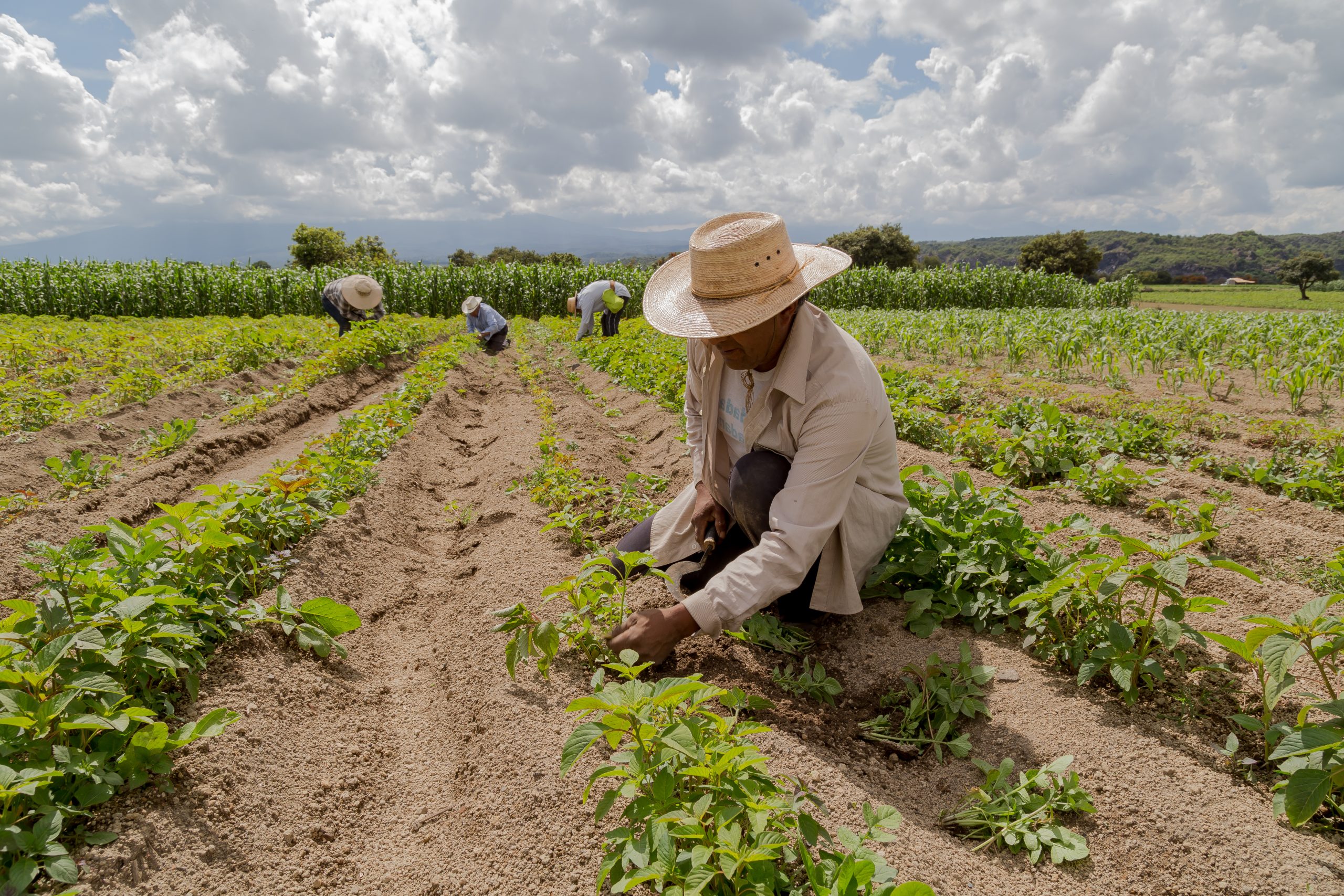 Dice RD produce 90.6 % de los productos agr&iacute;colas que consume