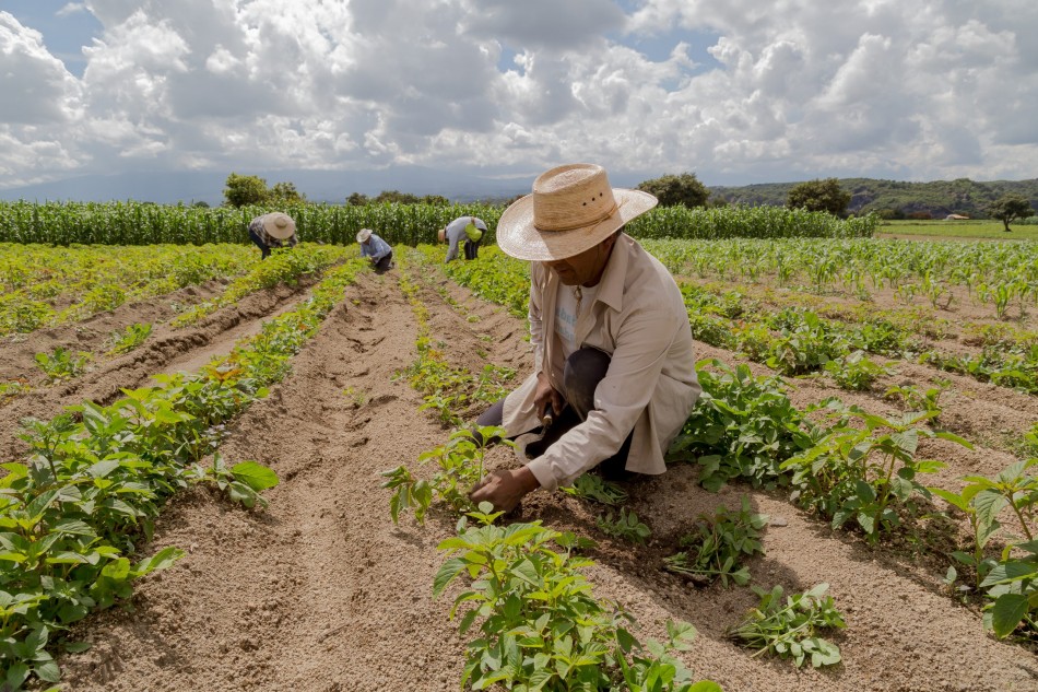Dice RD produce 90.6 % de los productos agrícolas que consume