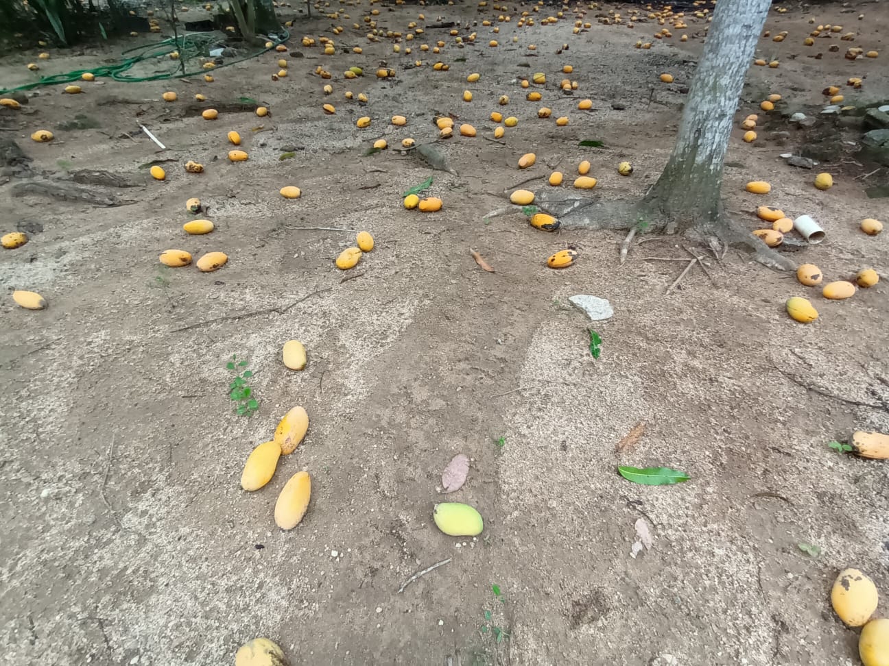 Mangos se pierden por falta de comercio en la zona fronteriza